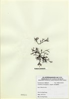 藏品(傘房龍鬚菜)的圖片